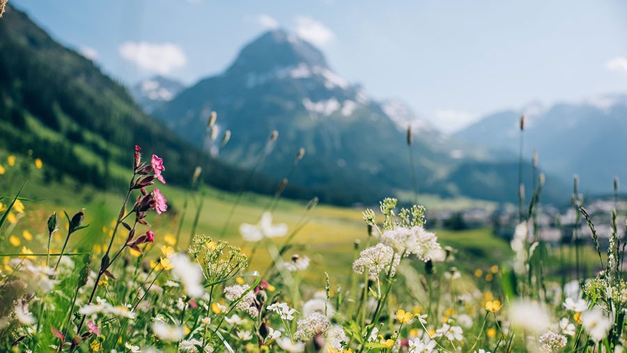 Bunte Alpenblumen vor der Vorarlberger Bergkulisse in Lech am Arlberg © Daniel Zangerl